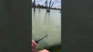 BIG carp on light gear Fishing the Riverland South Australia [upl. by Oirramaj]