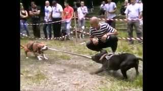 APBT SHOW SERBIA 2014  HIGHLIGHT JUN [upl. by Nahtnaoj]