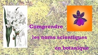 comprendre les noms scientifiques botaniques [upl. by Celka848]