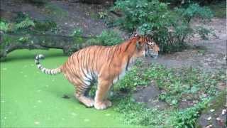 Tijger poept  Dierenpark Emmen [upl. by Barina]