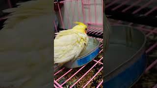 FIRST BATH OF BABY COCKATIEL shortvideo shortsfeed shorts short happy bird pet cockatiel [upl. by Ailec411]