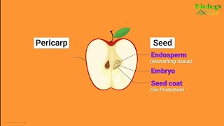 Fruit  Definition Types and Example  biologyideascom [upl. by Airamzul284]