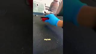 Dog hair removal My fav tool for this job The Lilly Brush autodetailing mobiledetailing [upl. by Ybsorc400]