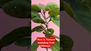 How to Remove mealybug from Hibiscusmealybug treatment hibiscus mealybug shorts garden plant [upl. by Deeanne]