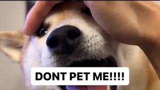 Dramatic Shiba Won’t Let Owner Pet Him [upl. by Rocher]