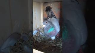 Pegion layed egg after one year 😱youtubeshorts birds fancypegion minivlog myfarmbuddies vlog [upl. by Hallerson]