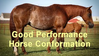 Good Performance Horse Conformation  Reining Cutting Cow Horse [upl. by Nyrem]