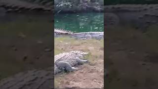 Crocodile 🐊 viralvideo ytshorts cuteanimals [upl. by Avictor]