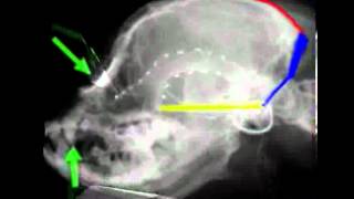 Cavalier King Charles skull changes with Chiari Malformation CM and Syringomyelia SM [upl. by Chaves]