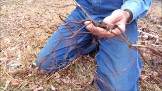 How to propagate and plant muscadine grapes on the Homestead [upl. by Lamoureux173]