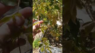 Multigrafted Jaboticaba Tree gardening fruit fruittrees [upl. by Annovoj]