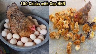 100 CHICKS with One HEN  Aseel hen Harvested Eggs to 100 chicks [upl. by Leora]