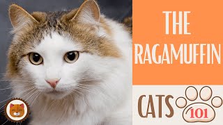 🐱 Cats 101 🐱 RAGAMUFFIN CAT  Top Cat Facts about the RAGAMUFFIN [upl. by Kaylil]