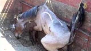 Amaryllis Farm  Horse Slaughter Lies Exposed PART 12 [upl. by Gunthar444]