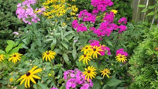 The Perennial That Brightened Up My Summer Garden  Garden Phlox [upl. by Osana]