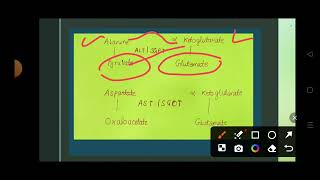 Protein metabolism Transamination reaction Transamination biochemistry [upl. by Aerdua]