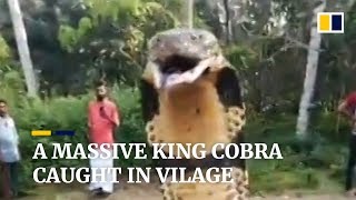 A snake expert removes massive king cobra from village stream in India [upl. by Josy]