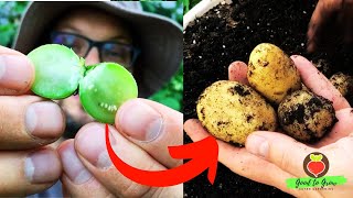 Unlocking the Power of TPS Growing Potatoes from Scratch [upl. by Cacia]