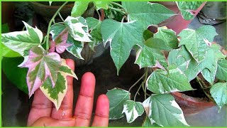 Ipomoea Batatas Caring Tips  Tricolor Sweet Potato Vine  Urdu Hindi [upl. by Hairahcez993]