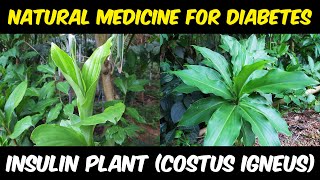 Insulin Plant Costus igneus  Best Natural Medicine For Diabetes [upl. by Rivi131]