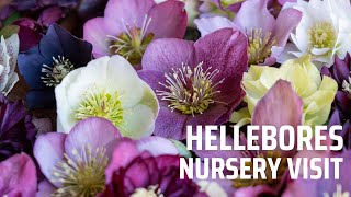 Visiting a hellebore nursery full tour The most gorgeous hellebore flowers [upl. by Cuyler197]