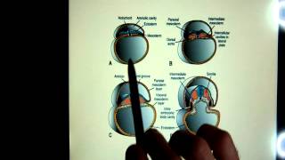 extraembryonic membranes [upl. by Yrbua]