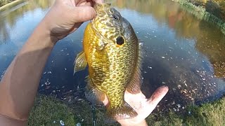 Bait Fishing 131  Catching Big Pumpkinseed Sunfish and Other Panfish [upl. by Connor284]