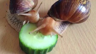 Timelapsed Giant African Land Snails Eat Cucumber [upl. by Stalk800]