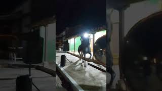 Caballo bailando con banda sinaloense [upl. by Sibie]