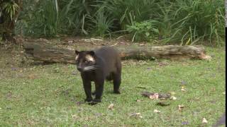 Masked Palm Civet Paguma larvata Malaysia 20151030181257m2ts [upl. by Ambrosine46]