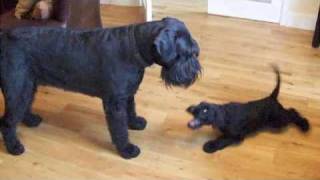 My New Giant Schnauzer Puppy Plays With Arnie [upl. by Yardna245]