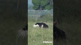 Watch how Ostriches Mate [upl. by Amando35]