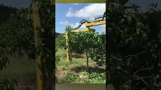 Mango tree pruning farming technology [upl. by Rhines]