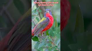 The Painted bunting passerina ciris cardinalidaeNorth americabirds beautifulbirds america [upl. by Saire649]