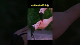 Flamingo feed blood to his baby 🦩😱 shorts ytshorts shortvideo [upl. by Aynas737]