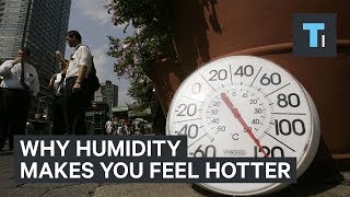 Why Humidity Makes You Feel Hotter [upl. by Gibert803]