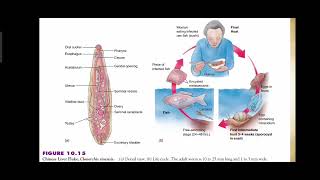 Phylum Platyhelminthes  Class Trematoda  Trematode Parasites and Flukes  Explained in Urdu [upl. by Notnelc]