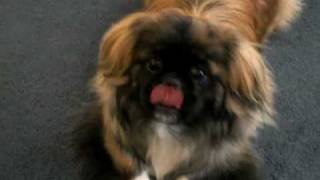 Pekingese BarkingGrowling For Her Toy [upl. by Debor30]