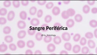 Sangre Periférica  itshistology [upl. by Wolfe]