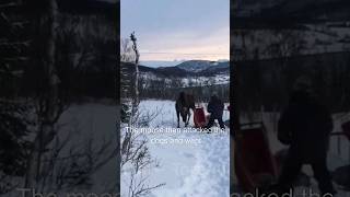 Moose vs Man and his Sled dogs mooseattack [upl. by Darraj]