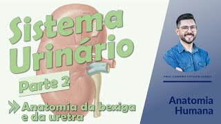 Sistema Urinário  Aula 02  Anatomia da bexiga e da uretra  Anatomia Humana [upl. by Oigile556]