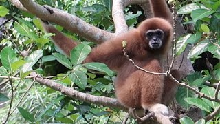 White Handed Gibbon Calls 白手長臂猿夏強琍信話家常 [upl. by Norford]