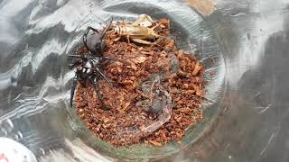 Feeding The Deadly Sydney Funnelweb Spider 5  Atrax Robustus [upl. by Radnaxela816]