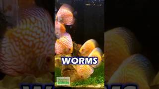 GROW Your Own WHITE WORMS Discus Love Them [upl. by Galasyn326]