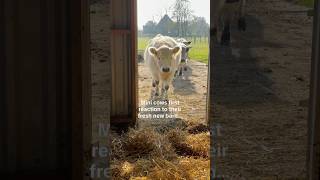 Mini cows first reaction to their fresh new barn 🥰❤️🐮 mini cow bull cute farm animals happy [upl. by Blanchette]