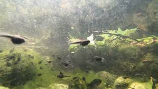 Toad Tadpoles Underwater [upl. by Wadesworth]