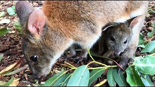 Pademelon Joey in Pouch  Featherdale Wildlife Park [upl. by Gnouc]