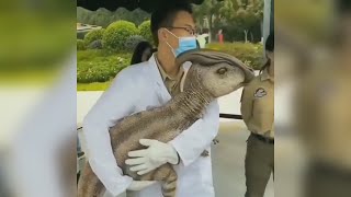 EL IMPACTANTE VÍDEO del Supuesto Primer DINOSAURIO Clonado por CHINA  LA VERDAD [upl. by Kalil417]