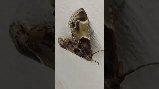 Pyralis farinalis the meal moth [upl. by Katherin]