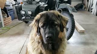 Russian Ovcharka The Bear Killer Dog Caucasian Mountain Shepard [upl. by Yaya]